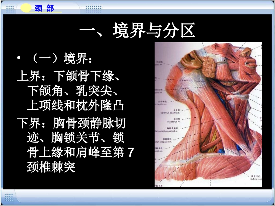 颈部(三峡大学医学院)_第3页