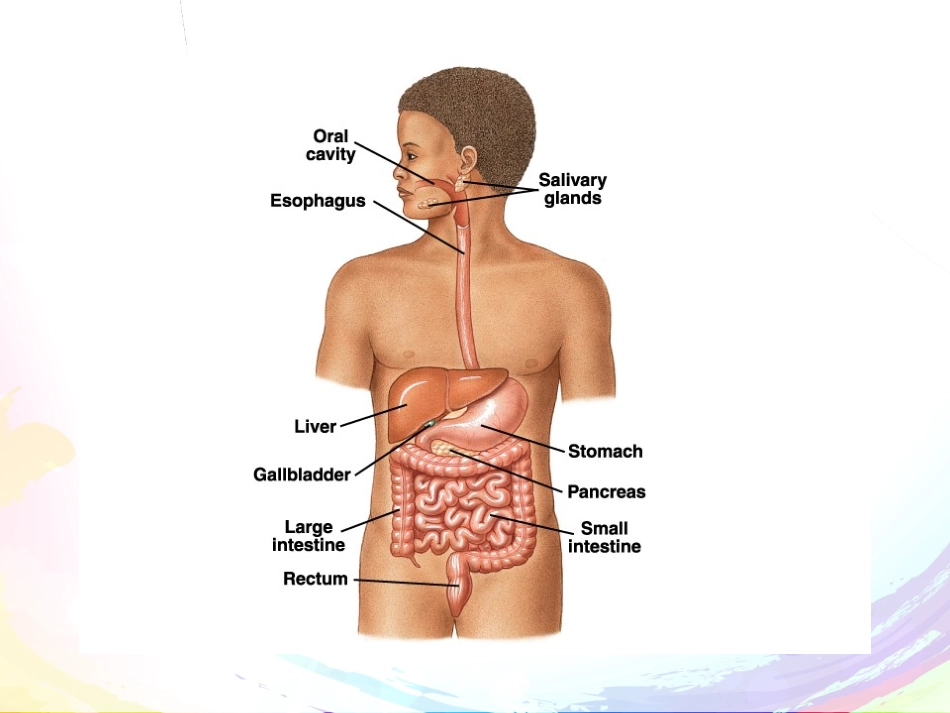 第六章 消化_第2页