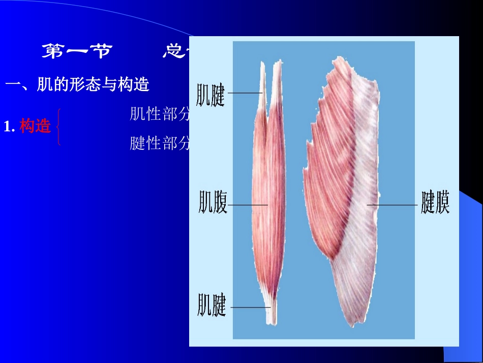 肌学-人体结构学_第2页