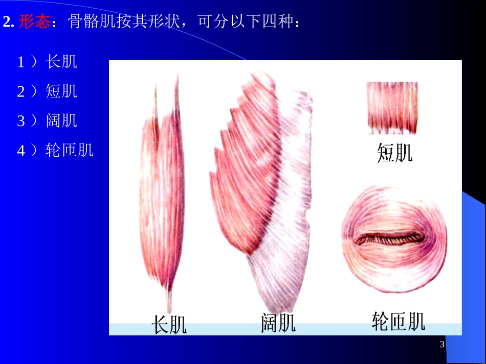 肌学-人体结构学_第3页