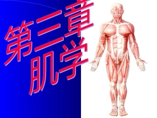 肌学-人体结构学
