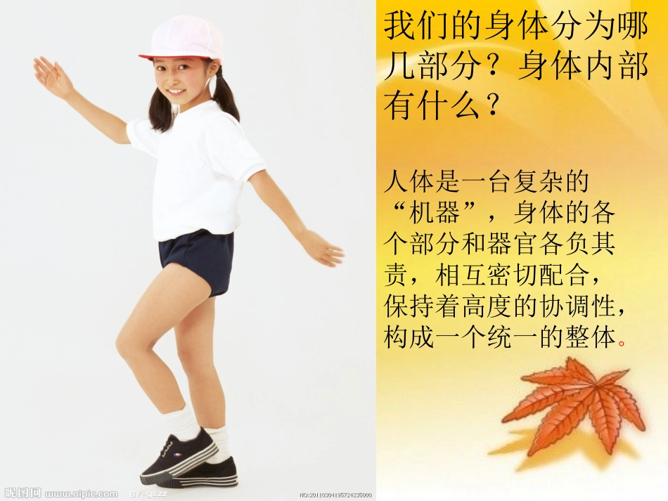 我们的身体(青岛版)三年级科学下册PPT课件_第2页