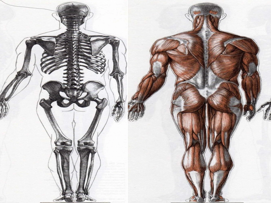 我们的身体(青岛版)三年级科学下册PPT课件_第3页
