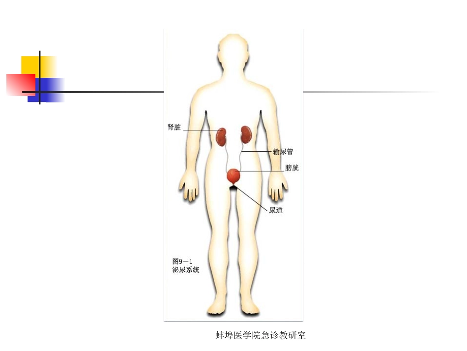 泌尿与男性生殖系lgy_第2页