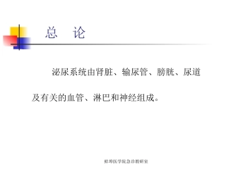 泌尿与男性生殖系lgy