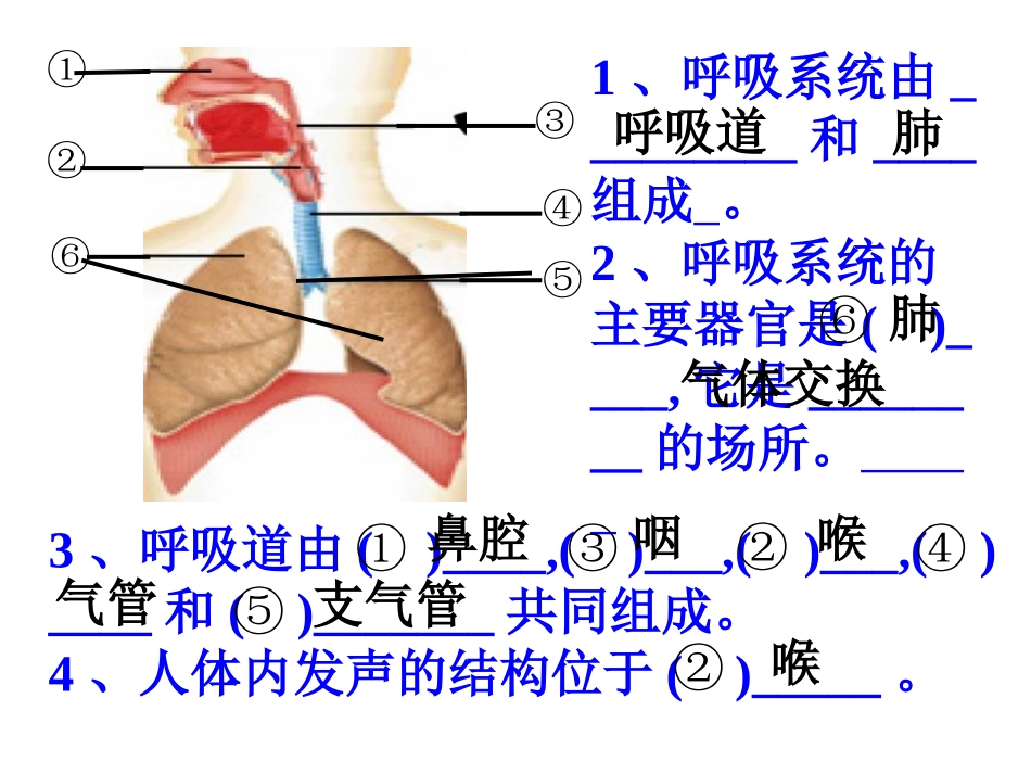 肺与外界的气体交换1_第3页