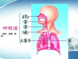 肺与外界的气体交换1