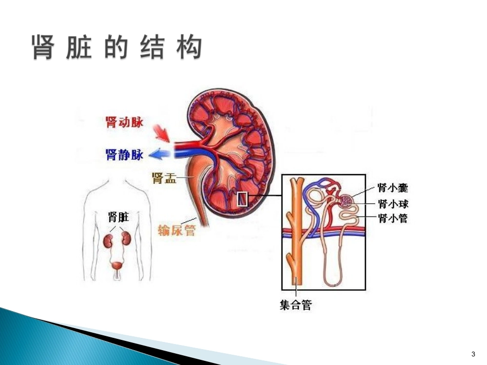 尿液检验单的解读_第3页