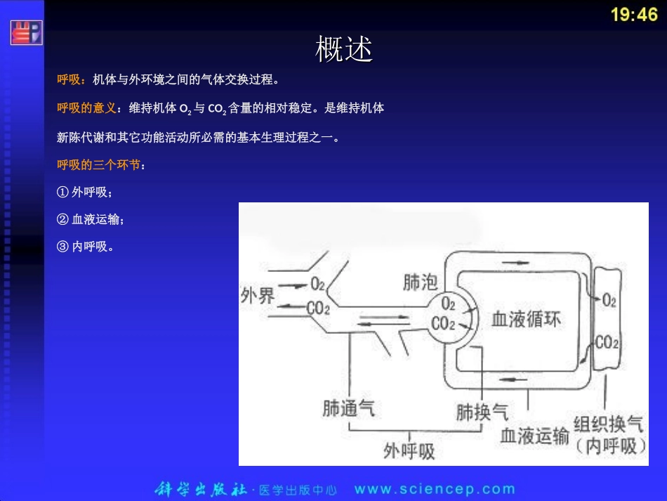 解剖学--呼吸系统_人体解剖生理学_第3页