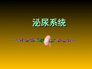 泌尿系统—陈