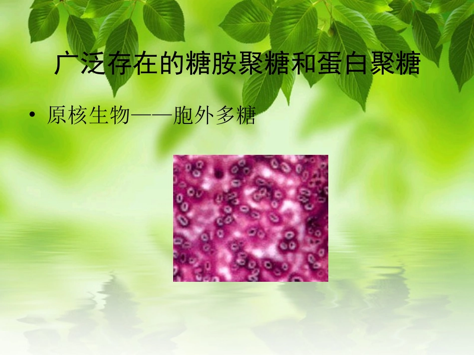 蛋白聚糖-2010_第2页