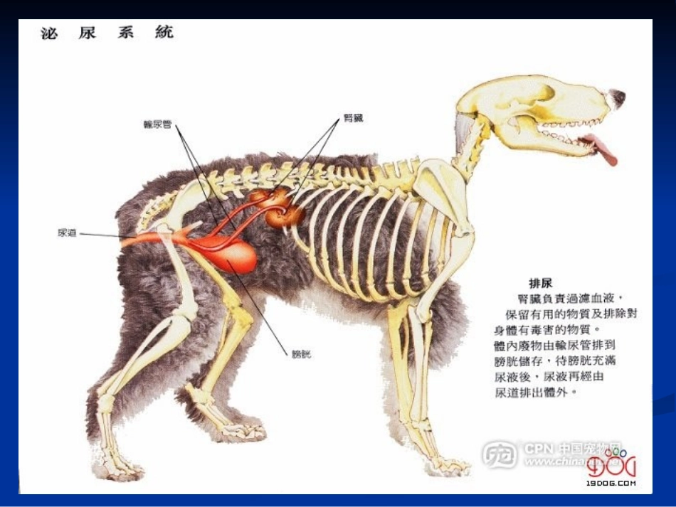 兽医内科学第六章 泌尿系统疾病(2015年最新)_第3页