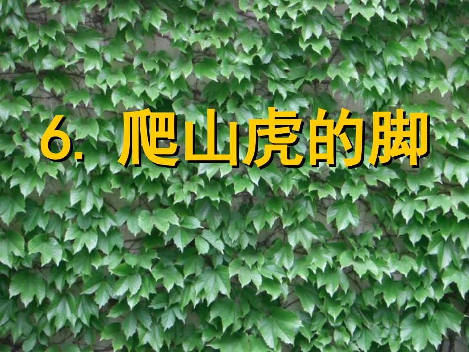 四年级上语文6、《爬山虎的脚》第一课时高平_第2页