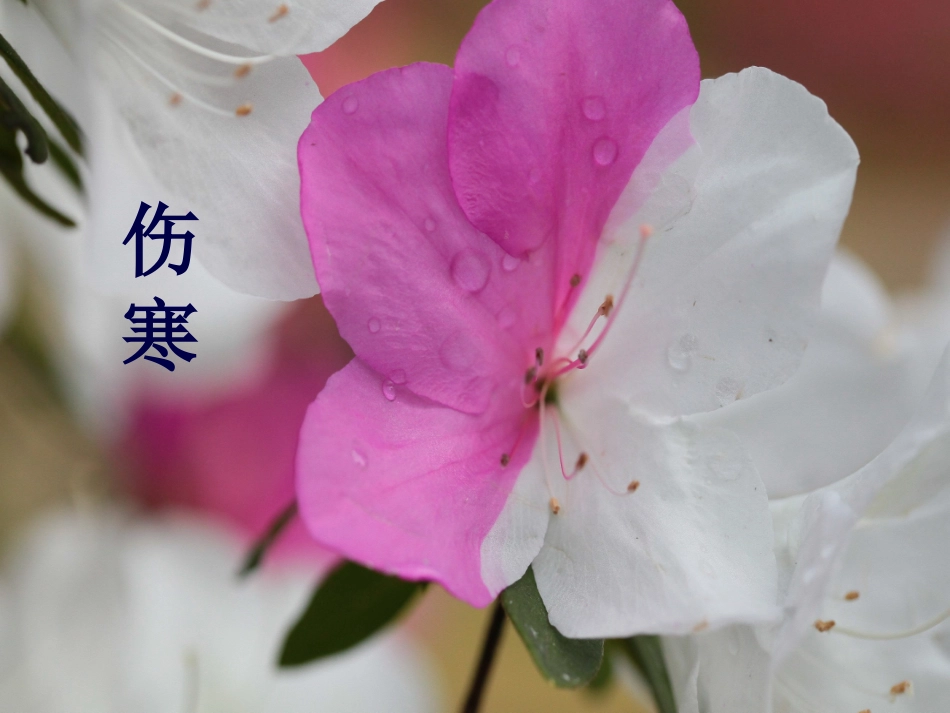伤寒(7版)2012._第1页
