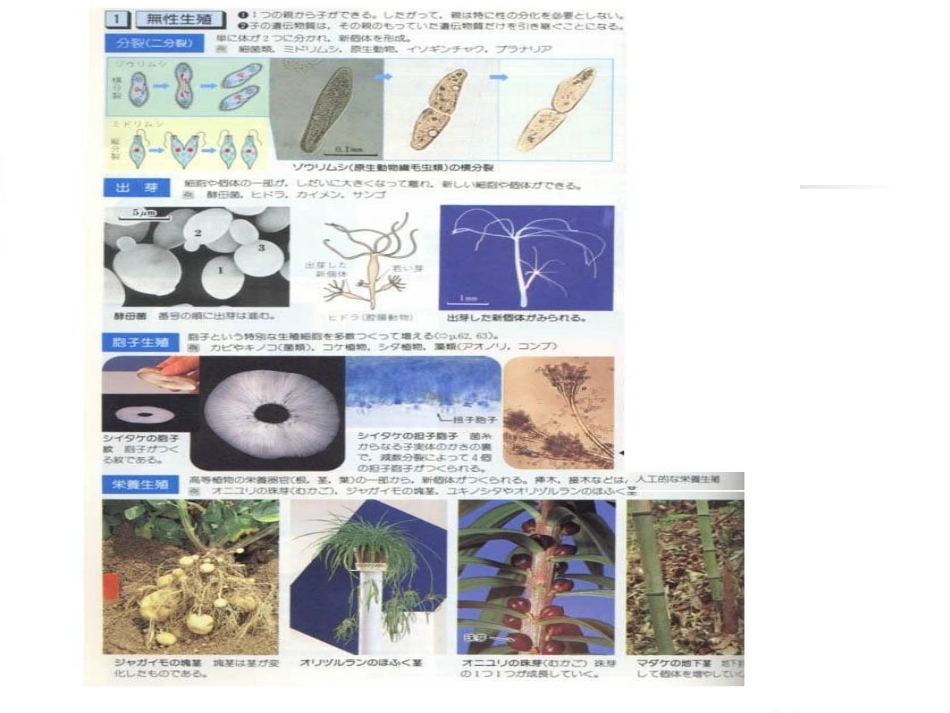 生殖的基本类型_第2页