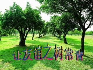 让友谊之树常青668
