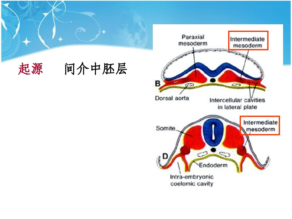 泌尿生殖发生_第2页