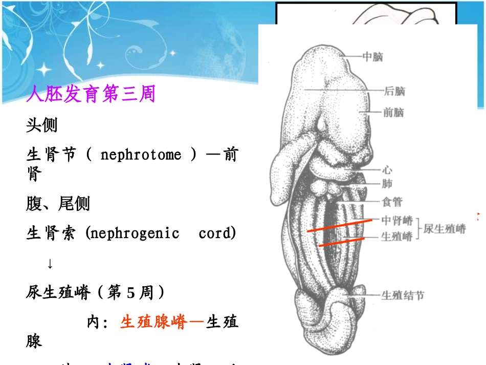 泌尿生殖发生_第3页