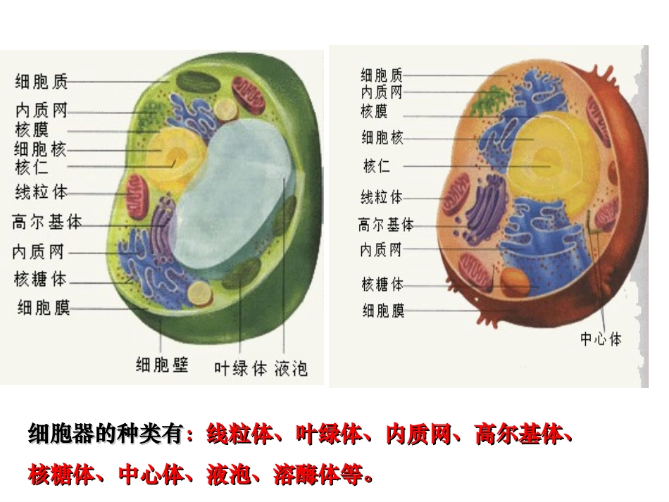 必修一第三章第二节3.2《细胞器-系统内的分工合作》_第3页