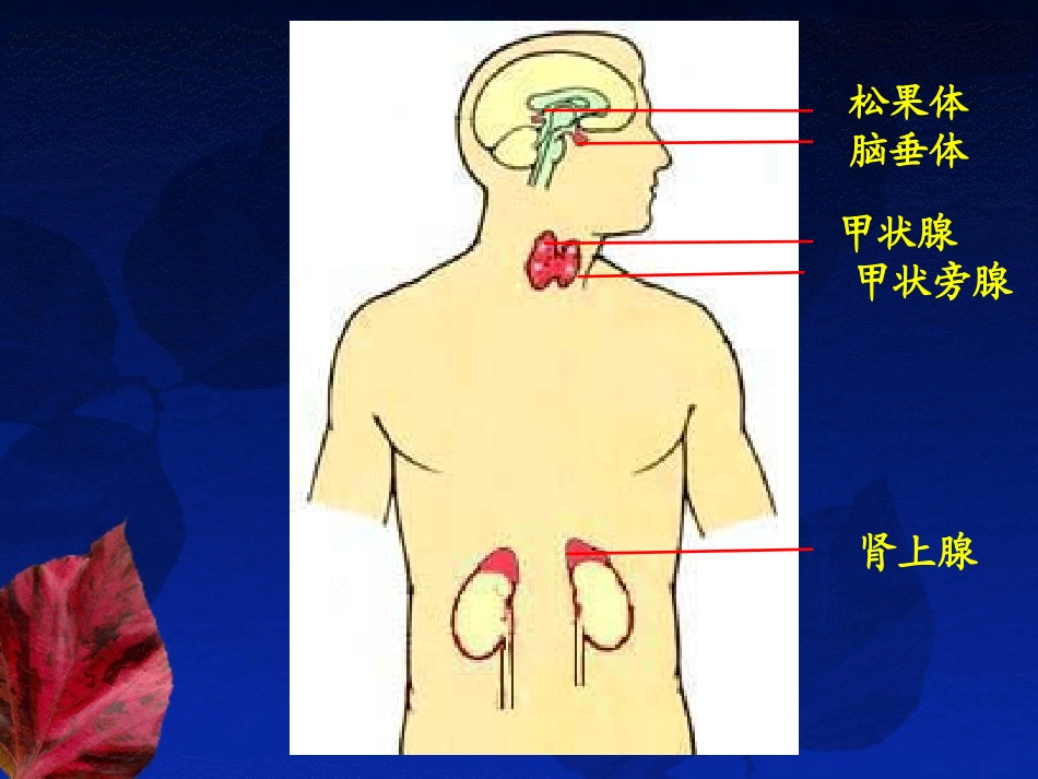 内分泌系统----组织学与胚胎学_第2页