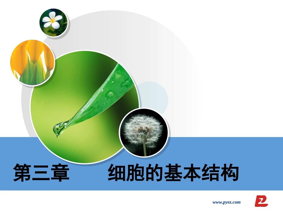 细胞膜系统边界_第1页