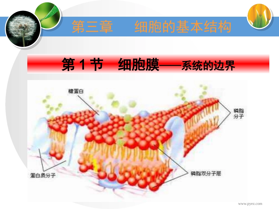 细胞膜系统边界_第3页