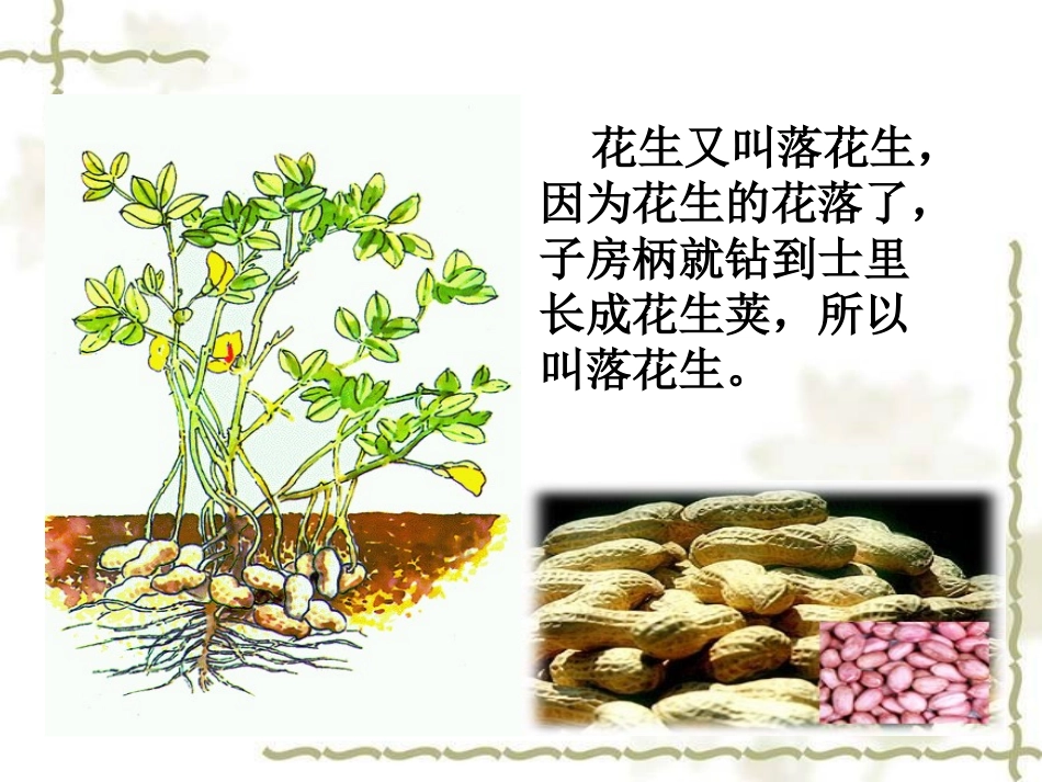 《落花生》PPT_第3页