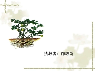《落花生》PPT
