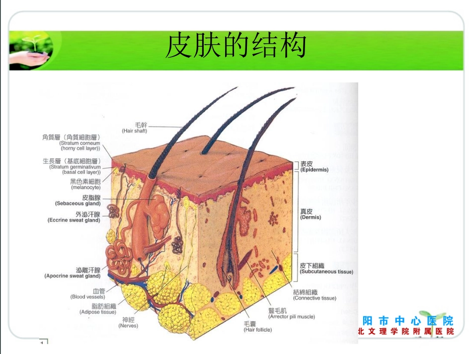 PPT伤口的病理生理_第3页