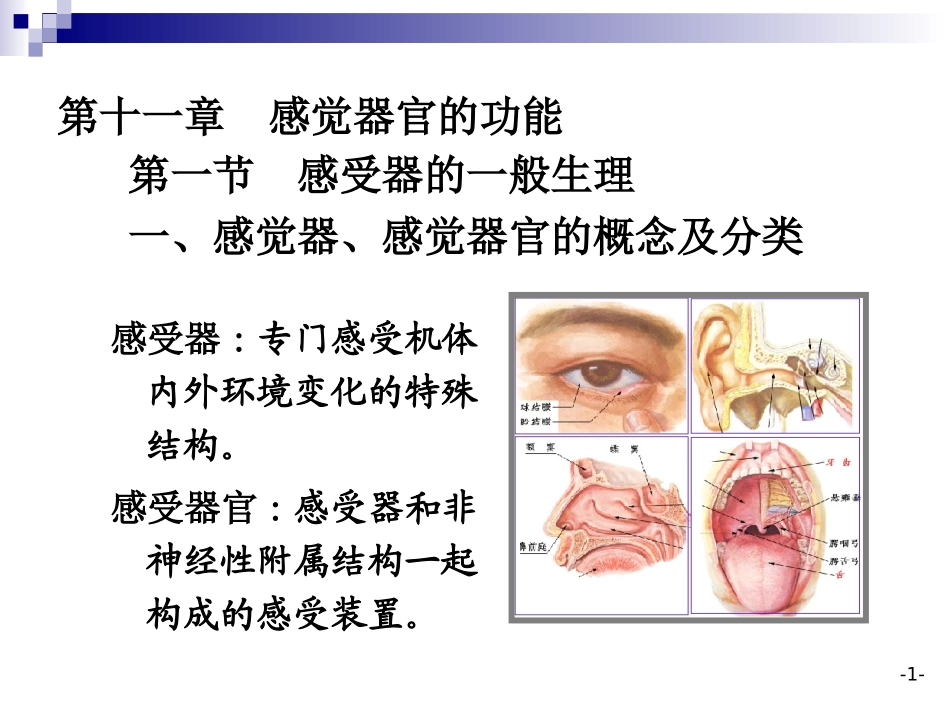 第十一章  感觉器官_第1页