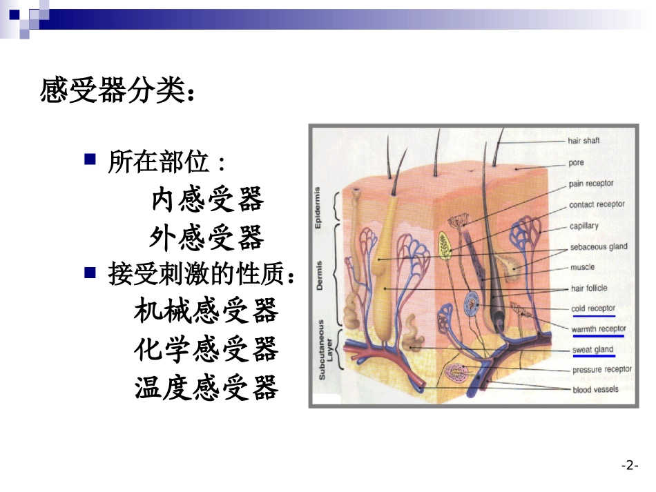 第十一章  感觉器官_第2页