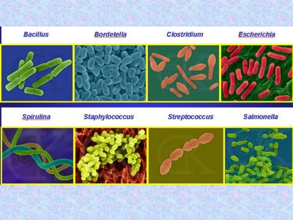 实验二  细菌及放线菌培养特征的观察_第3页
