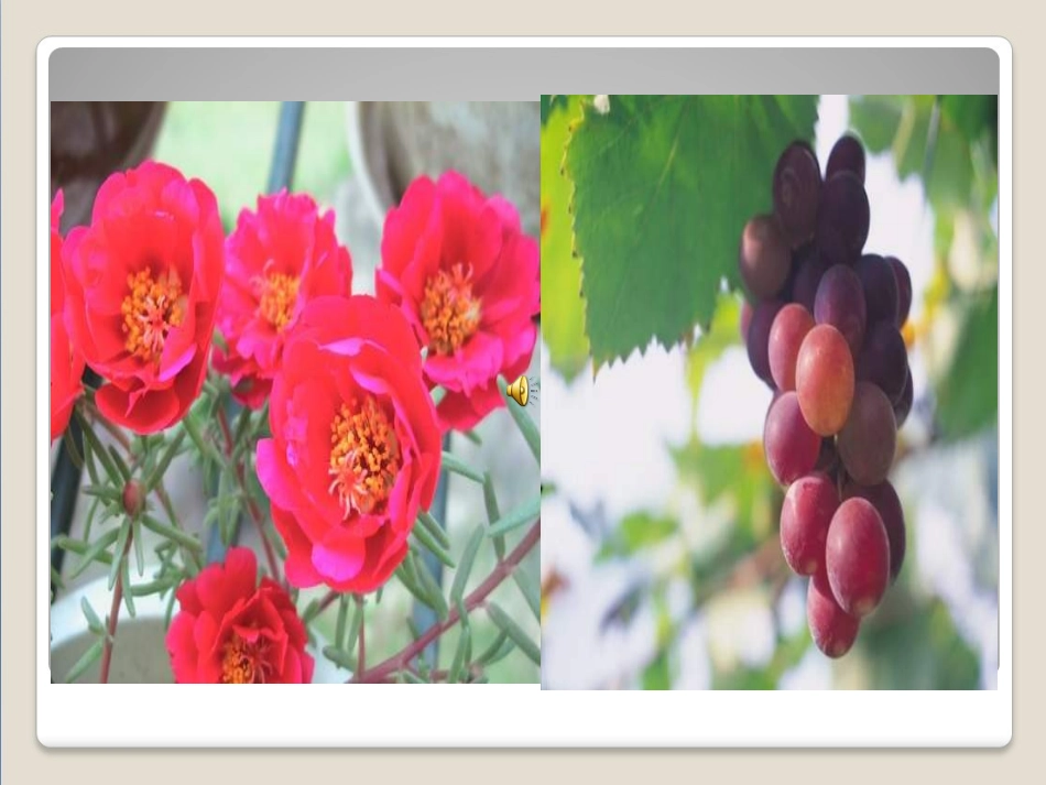 第三单元第二章第三节开花和结果_第3页