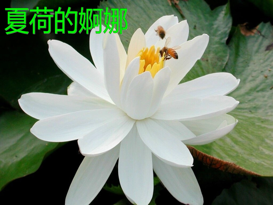 大自然的语言 (5)_第2页