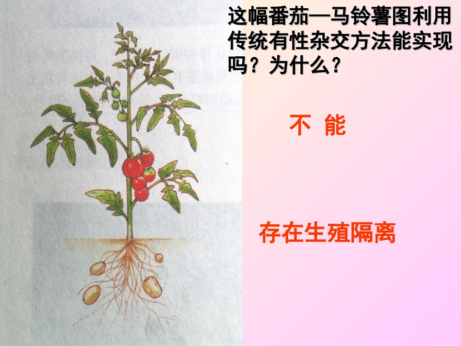 植物体细胞杂交好分析_第2页