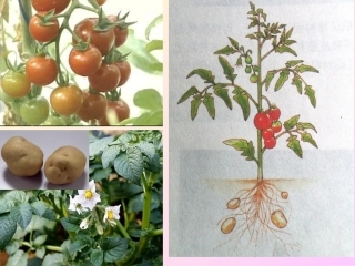 植物体细胞杂交好分析