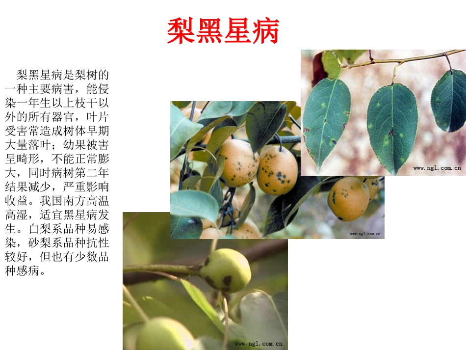 梨树病虫害防治_第2页