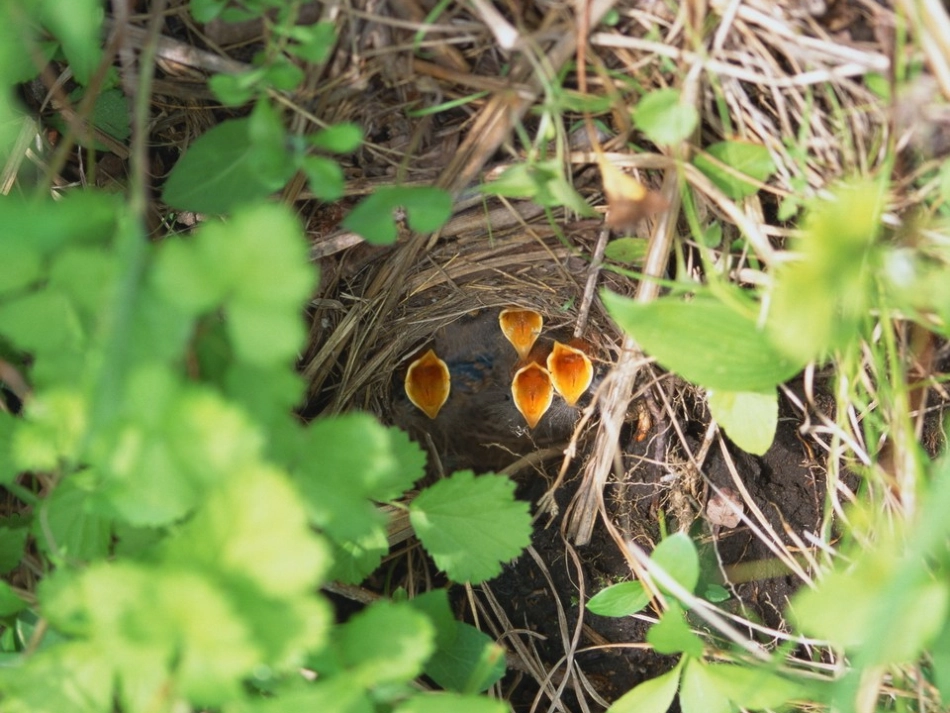 帽子和鸟窝01_第2页