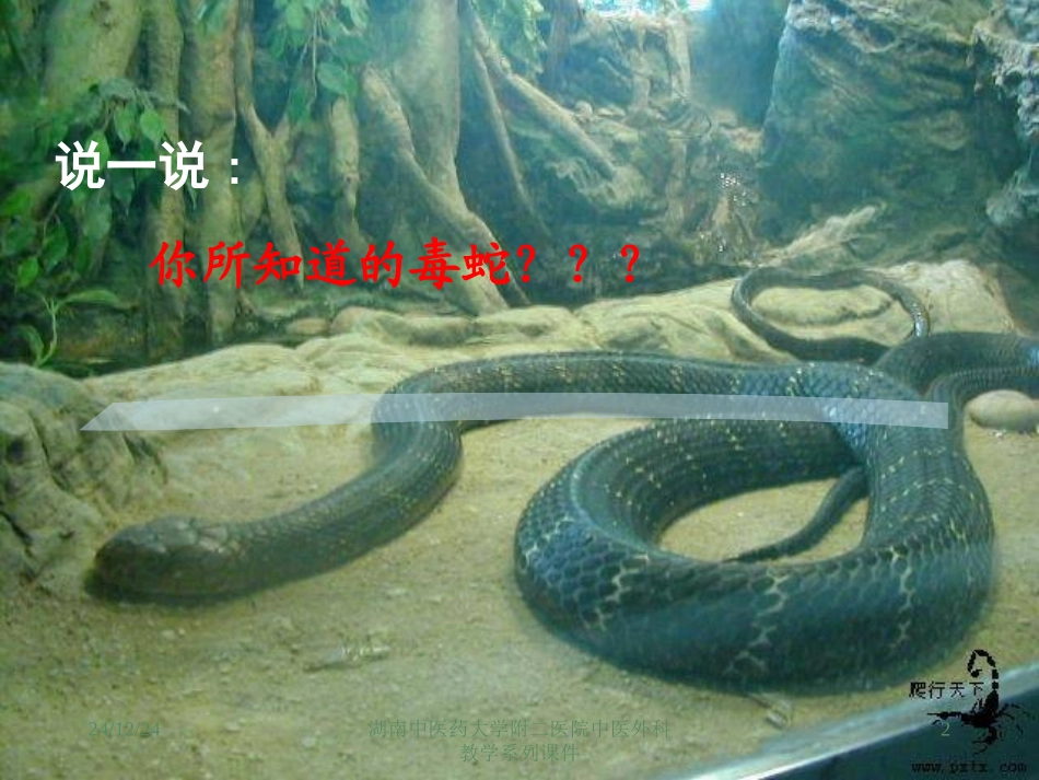 xzw-14.3-毒蛇咬伤_第2页