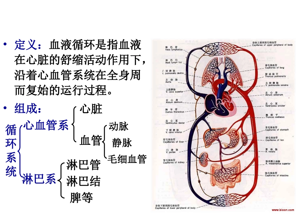 第六章  循环系统_第3页