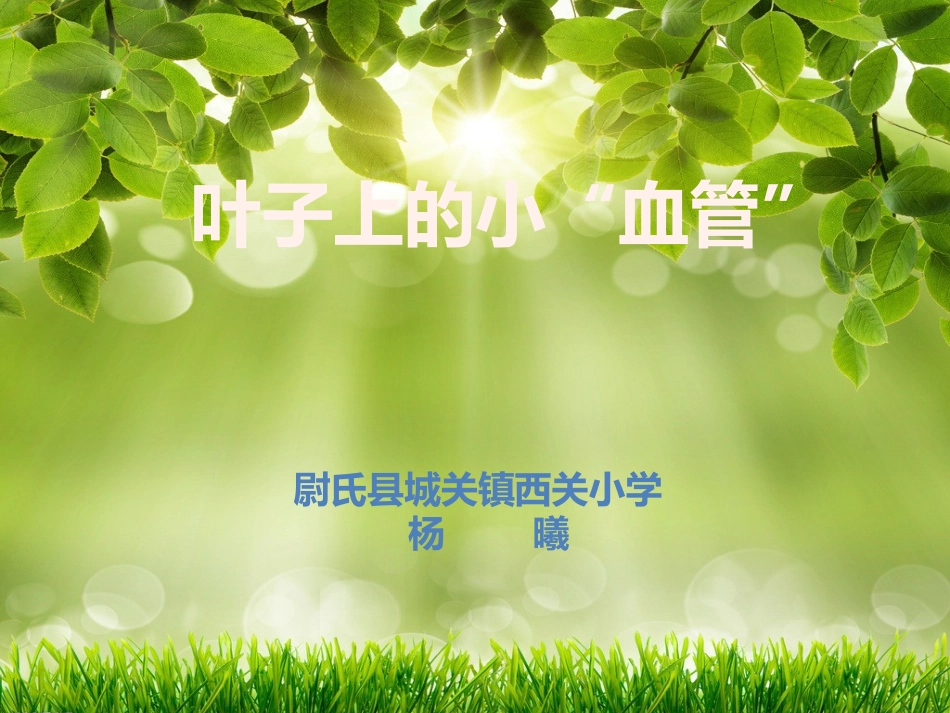 叶子上的小血管ppt_第1页