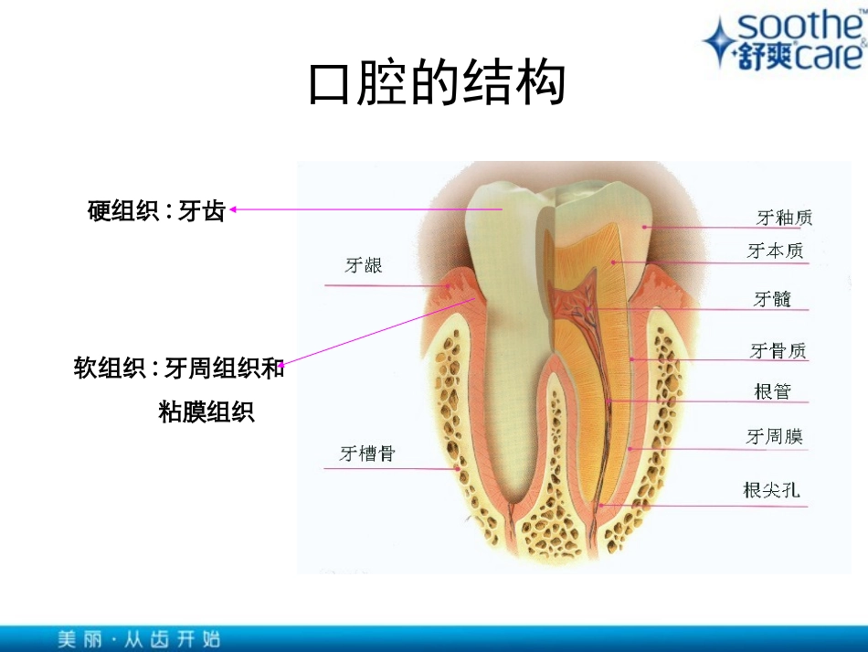 口腔健康基本知识_第3页