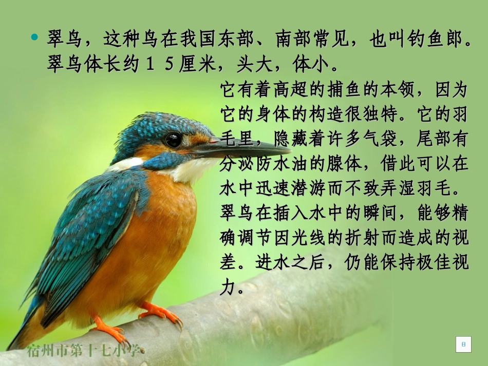人教版三年级上册5、翠鸟_第2页