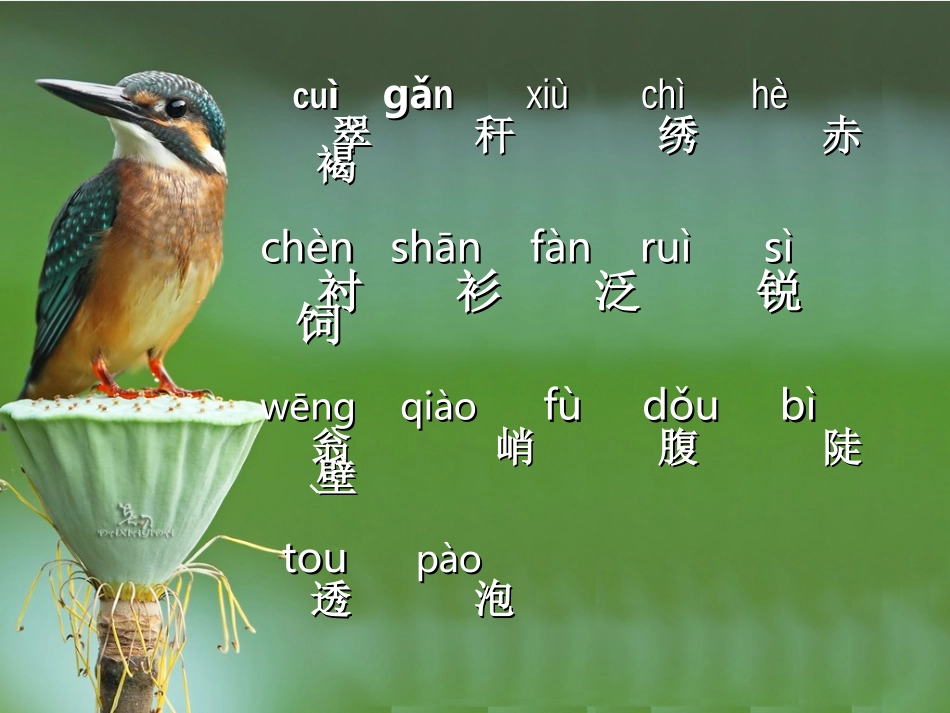 人教版三年级上册5、翠鸟_第3页