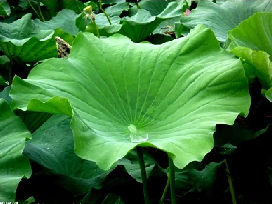 真想变成大大的荷叶课件_第3页