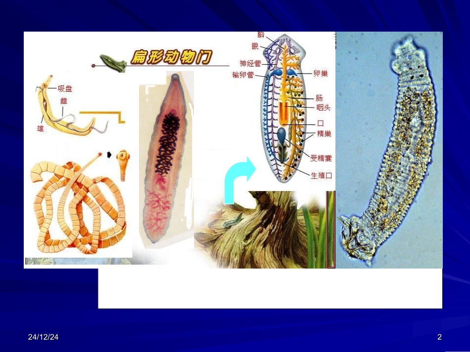 第六章 扁形动物门_第2页