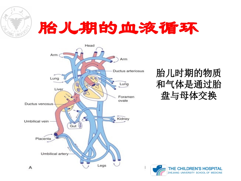 心血管的胚胎发育及血液循环_第3页