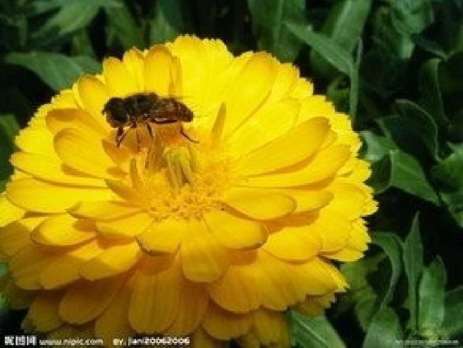 八年级生物动物行为的主要类型+37_第2页