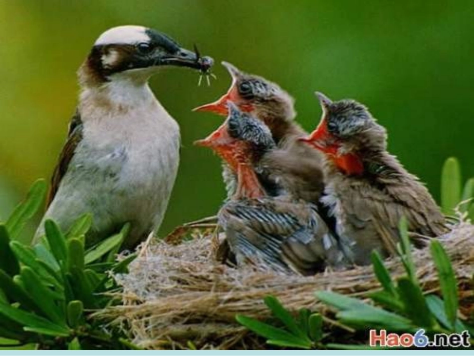 八年级生物动物行为的主要类型+37_第3页