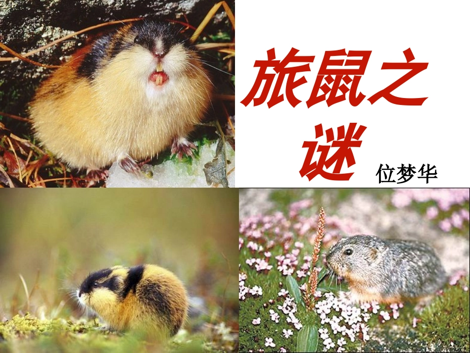 《旅鼠之谜》参考课件4_第2页